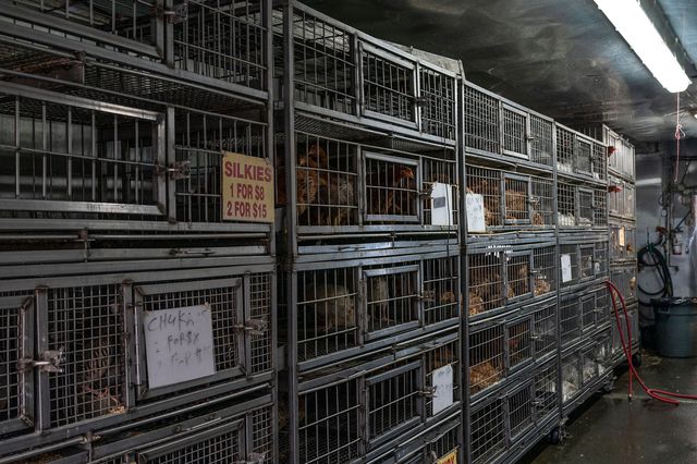 General view inside of still operational live poultry market on Wallabout Street in Brooklyn. The market continued to operate last summer despite Governor Cuomo’s moratorium on live poultry markets within 1,500-foot radius of residential buildings in New York City, August 16th, 2020